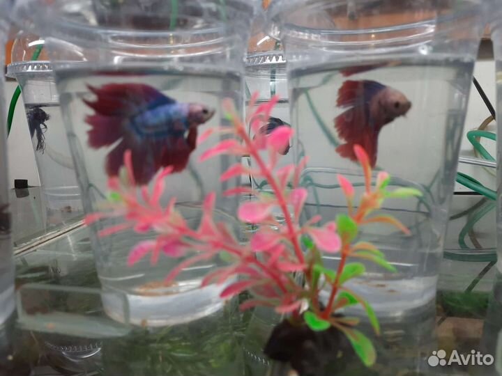 Рыбка петушок