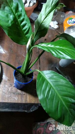 Спатифиллум Лауретта Королевская, Альтернантера