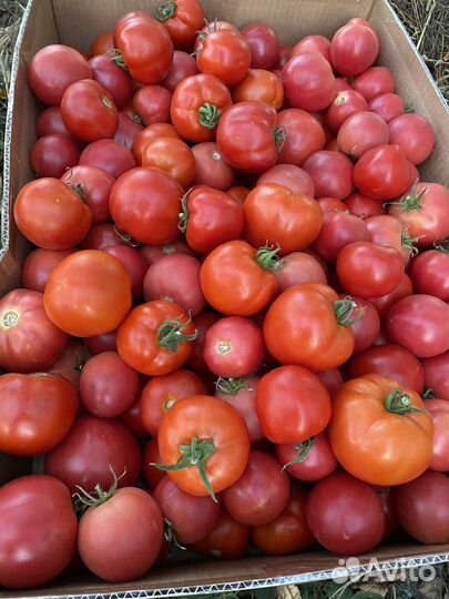Томаты