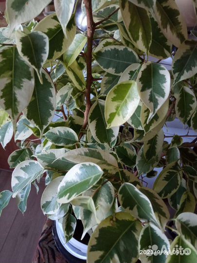 Фикус бенджамина пестролистный большой
