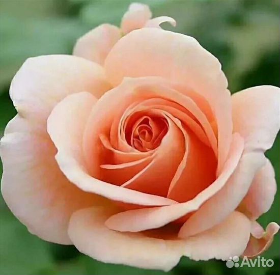 Саженцы роз Гейша принимаю заказы на осень 2023г