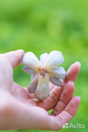 Эхеверия. Суккуленты почтой