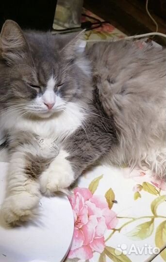 Кошке нужен тёплый уголок