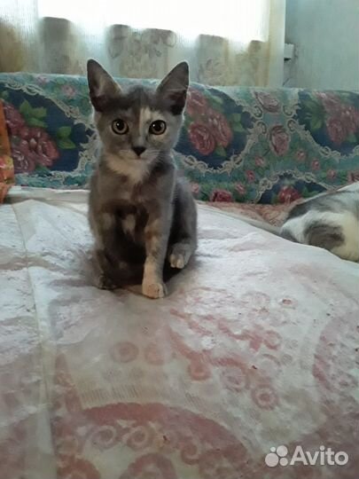 Милая кошечка-3 месяца