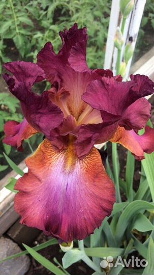 Саженцы садовых цветов