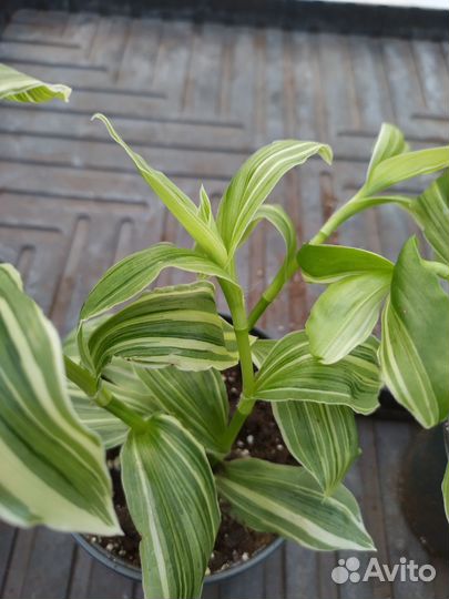 Традесканция