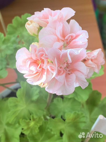 Пеларгония