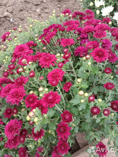 Хризантемы мультиылора кусты