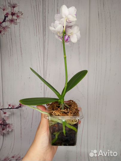 Орхидея разные