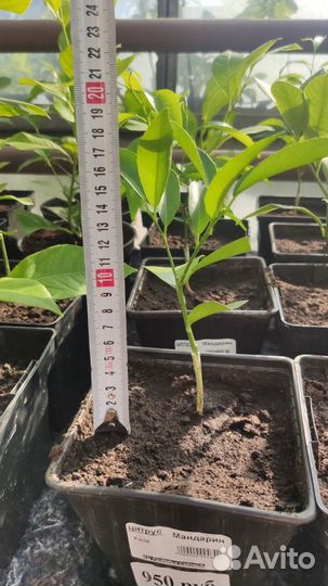 Саженцы мандарина