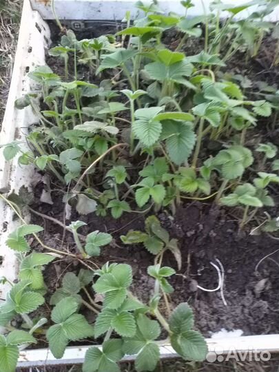 Земклуника клубнизика клубника рассада