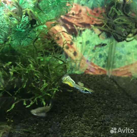 Леопардовые рыбки гуппи