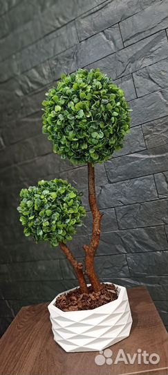 Топиарий самшит