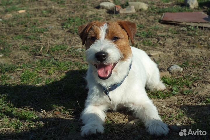 Джек Рассел терьер вязка
