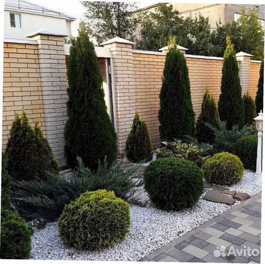 Туи премиум