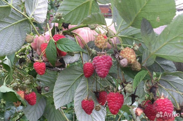 Саженцы малины