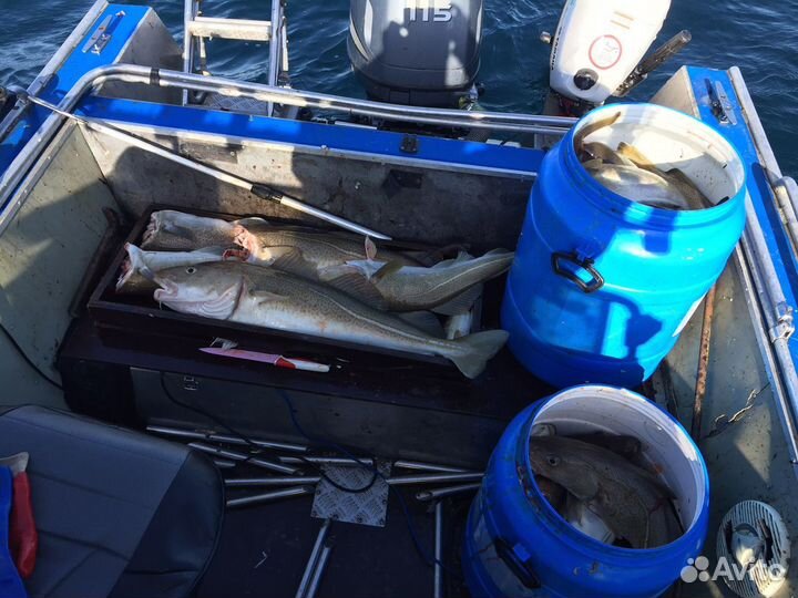 Треска, горбуша охлаждённая и свежемороженая