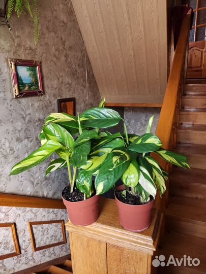 Калатея лубберса