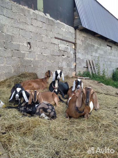 Продам козье молоко