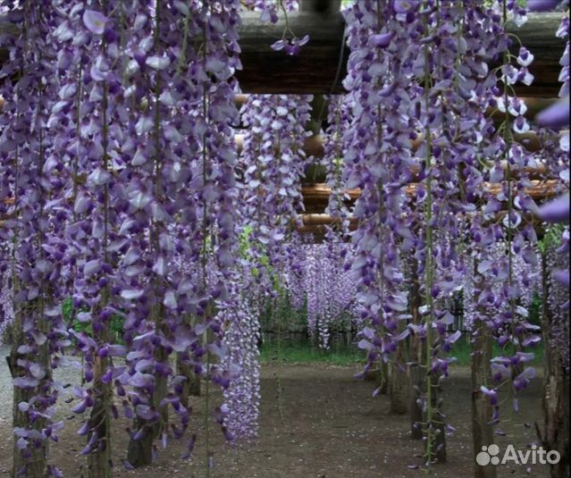 Семена бонсай Глициния Китайская Янтай, 5 шт