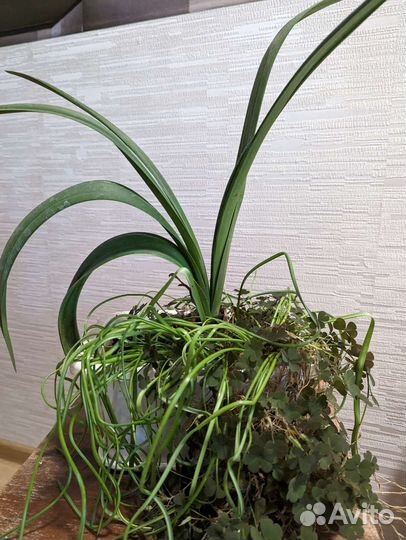 Гиппеаструм