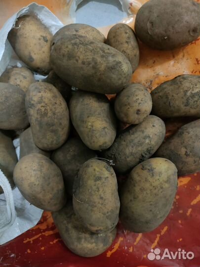 Продам картофель