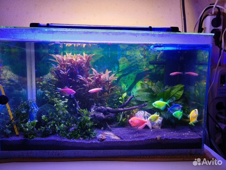 Аквариумные рыбки отдам бесплатно