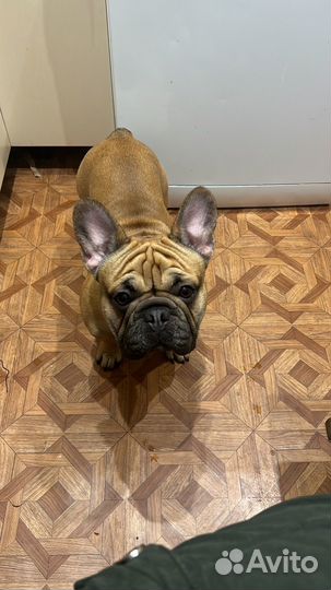 Французский бульдог кабель вязка