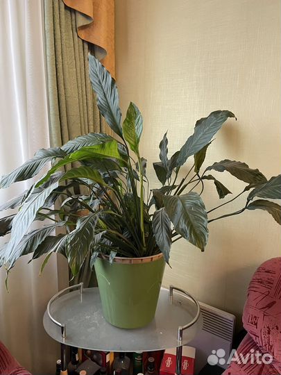 Большой Спатифиллум (90 см)