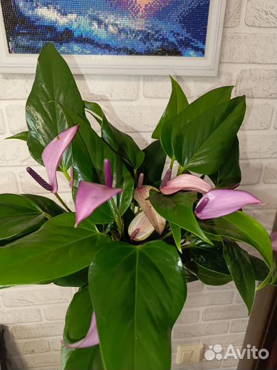 Антуриум Зизу