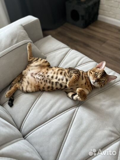 Бенгальский кот