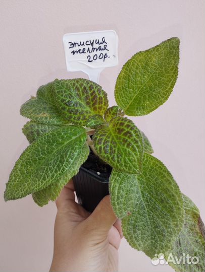 Кротон, фикусы