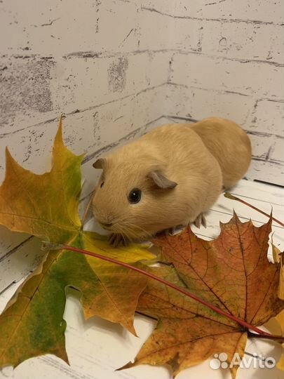 Морская свинка