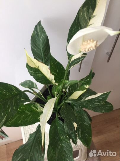 Спатифиллум Домино вариегатный