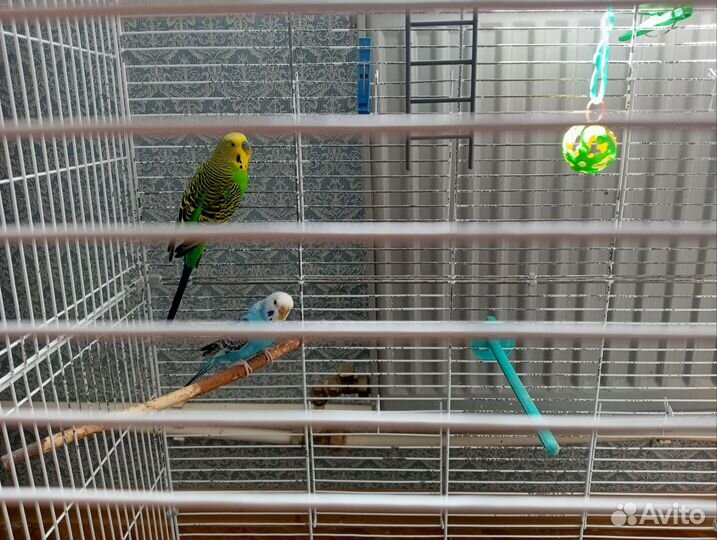 Пара волнистых попугайчиков