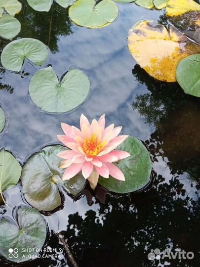 Водяные Лилии, Кувшинки, Нимфеи