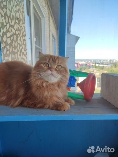 Вязка кошек