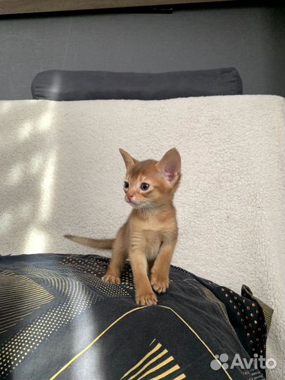 Абиссинские котята