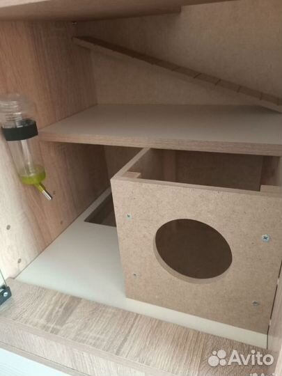 Шиншилла с витриной