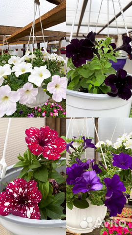 Рассада петунии,и не только