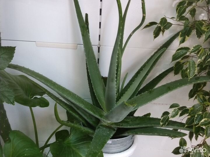 Алое Вера растение