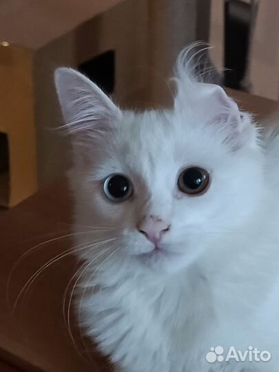 Отдам бесплатно