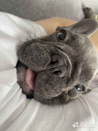 Щенок французского бульдога