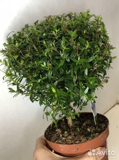 Мирт обыкновенный на штамбе 12d