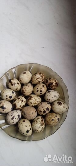 Яйца перепелиные домашние