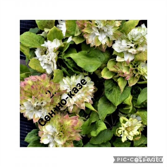 Клематис 2.5 - 3 года (цены, сорта в описании)