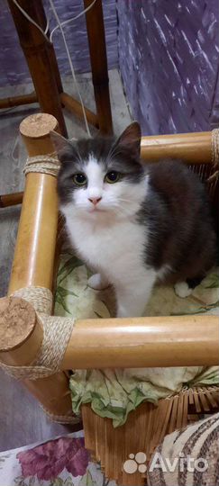 Стерилизованная кошечка 8 месяцев