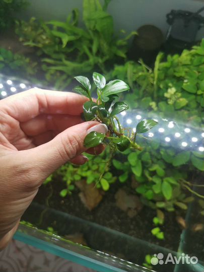 Аквариум ADA, флорариум, аквариумные растения