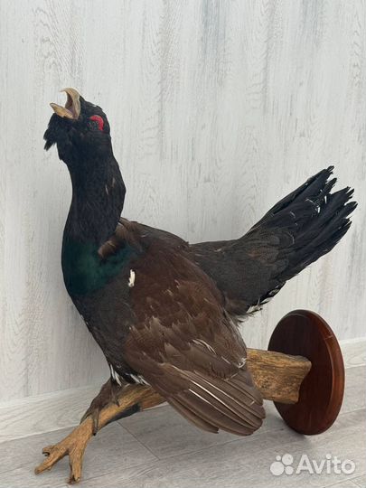 Чучело Глухаря