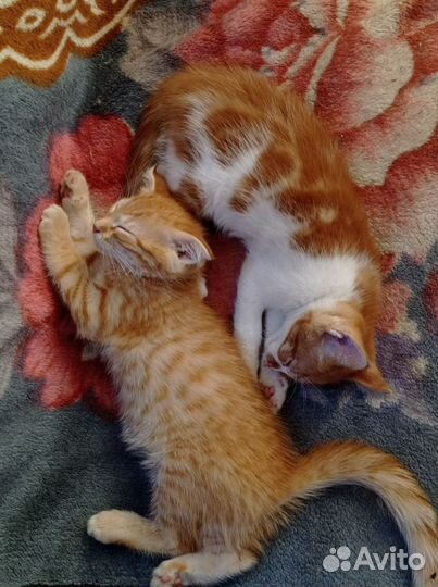 Отдам котиков в добрые руки